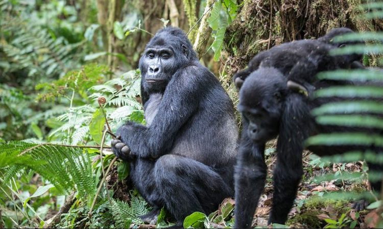 14 Days Best Uganda Gorilla Trekking and Uganda Tour Trip